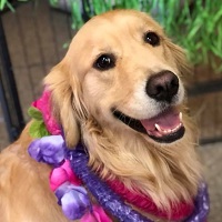 A happy dog, smiling at you