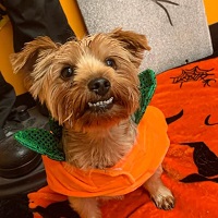 A happy dog, smiling at you